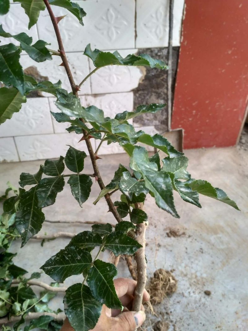 无刺花椒大红袍花椒树苗高产寿命长