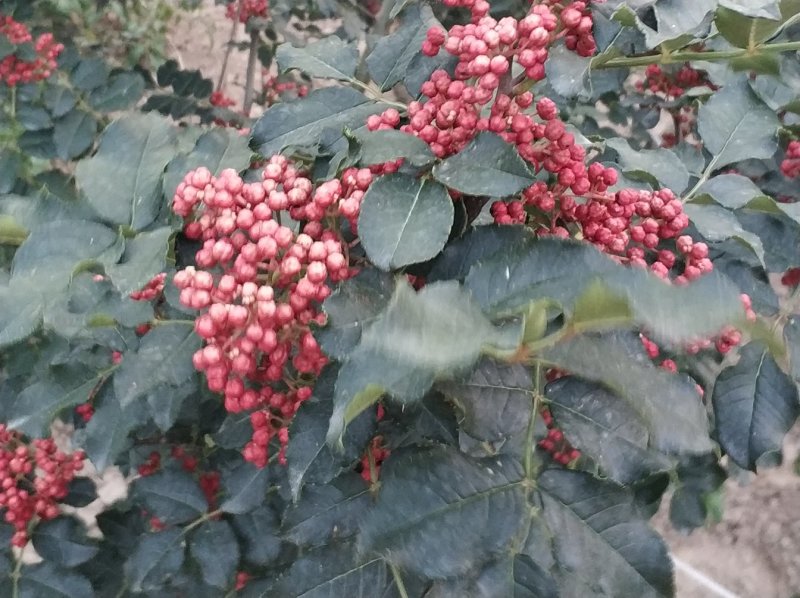 无刺花椒大红袍花椒树苗高产寿命长