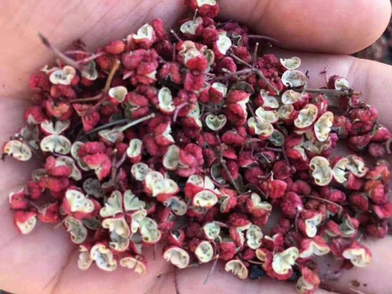 无刺花椒大红袍花椒树苗高产寿命长
