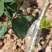无刺花椒大红袍花椒树苗高产寿命长