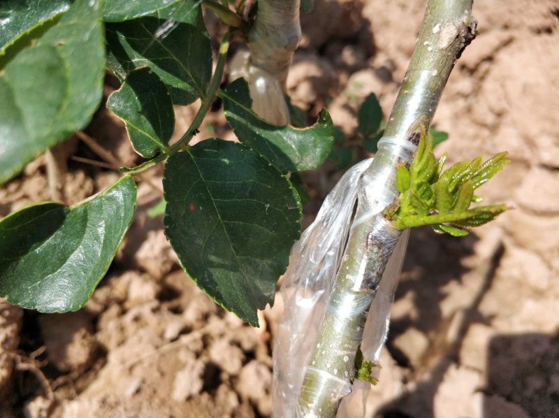 无刺花椒大红袍花椒树苗高产寿命长