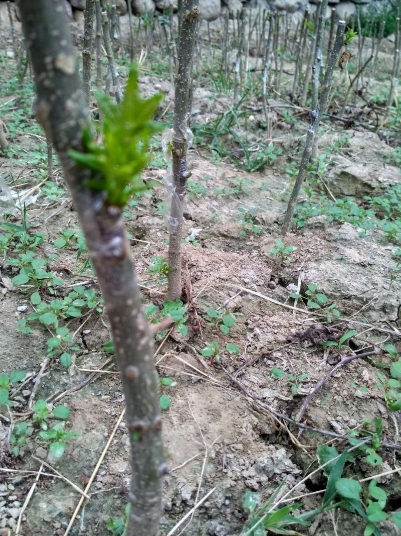 无刺花椒大红袍花椒树苗高产寿命长