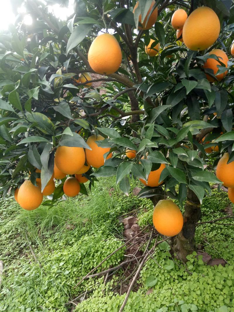 【实力】秭归脐橙橙子脐橙大量有货，口味甜水份多，欢迎来电
