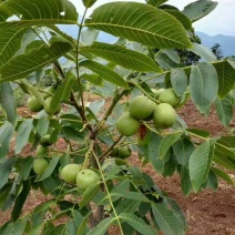 大量供应嫁接核桃树苗