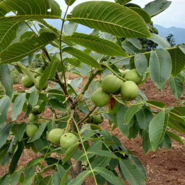 大量供应嫁接核桃树苗