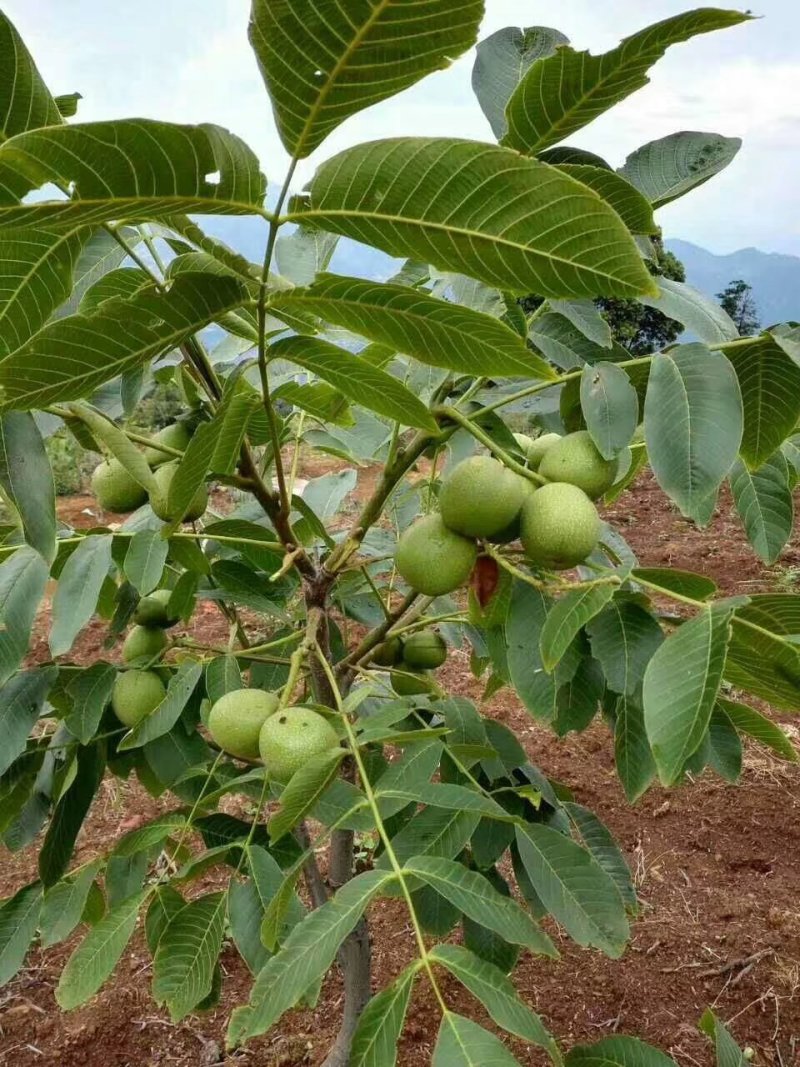 大量供应嫁接核桃树苗