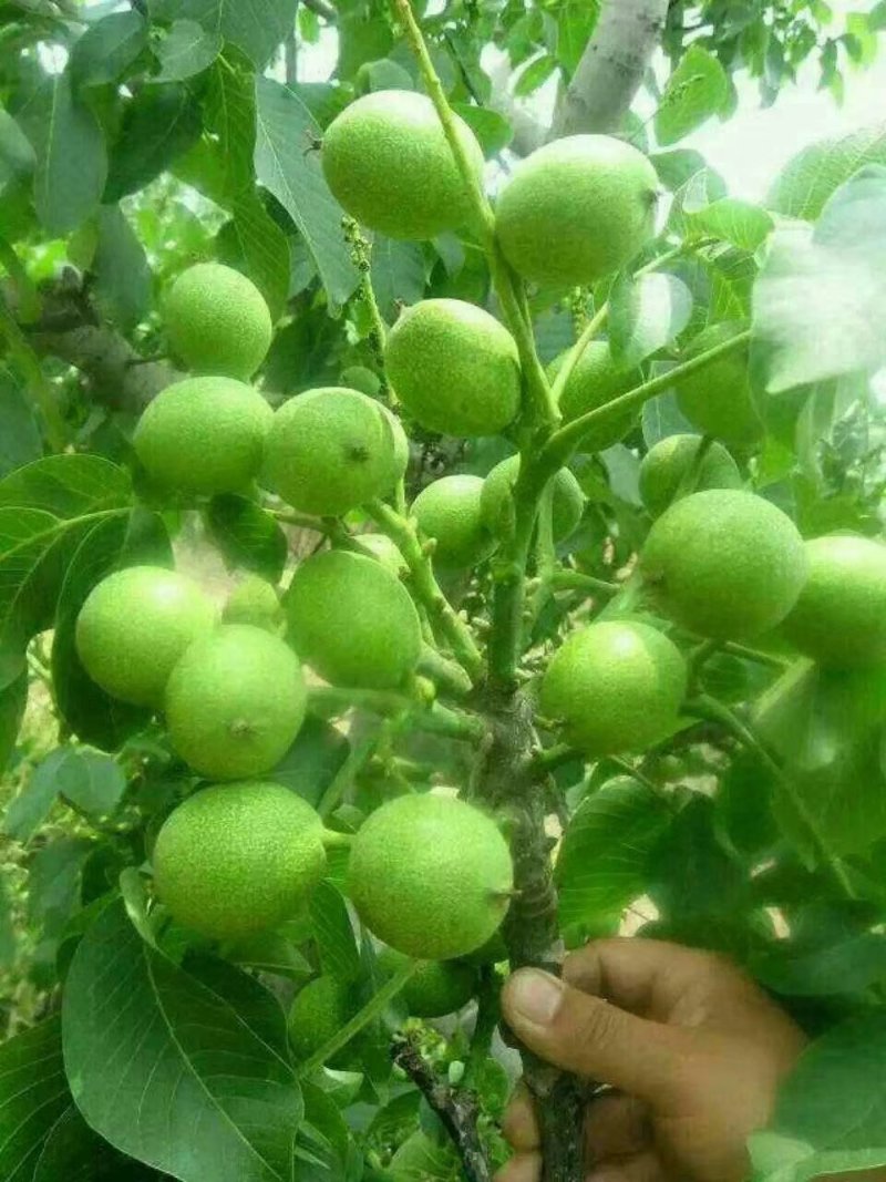大量供应嫁接核桃树苗