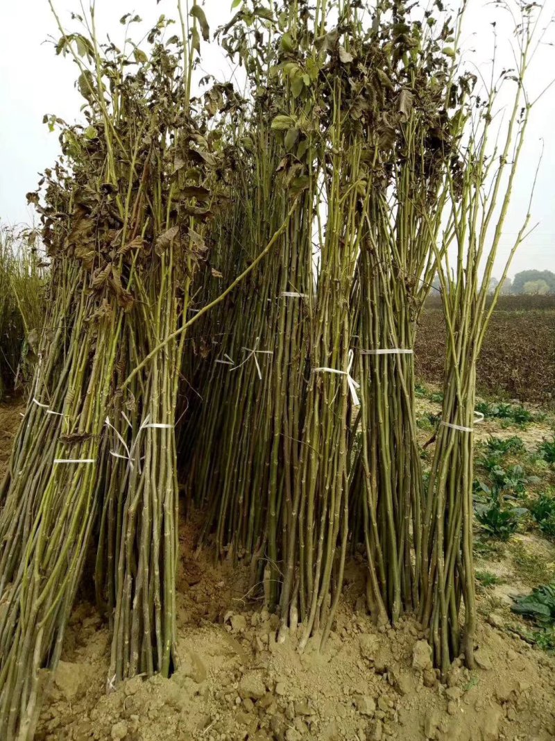 大量供应嫁接核桃树苗