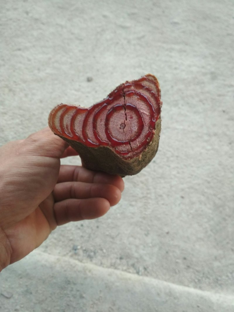 鸡血藤