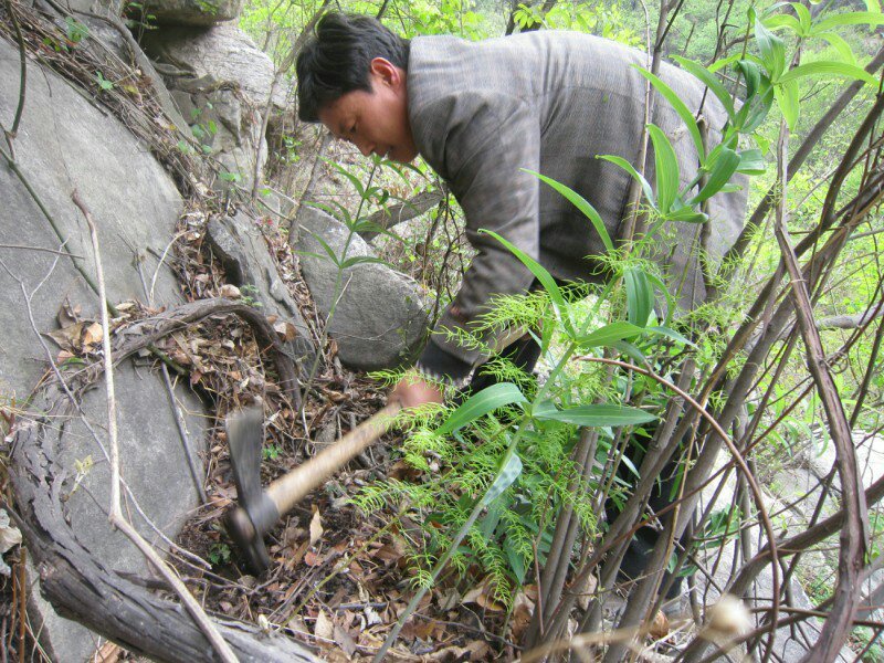 黄精野生鸡头参山姜老虎姜黄精干品