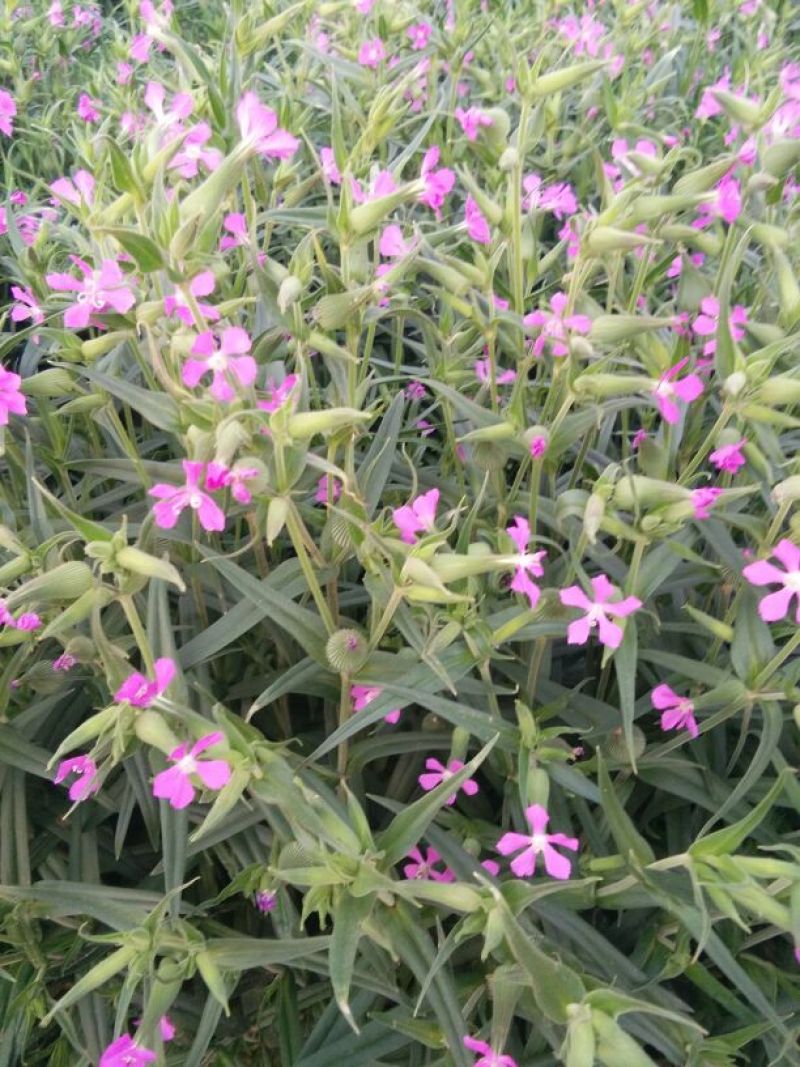 面條菜种子