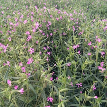 面條菜种子