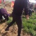 面條菜种子