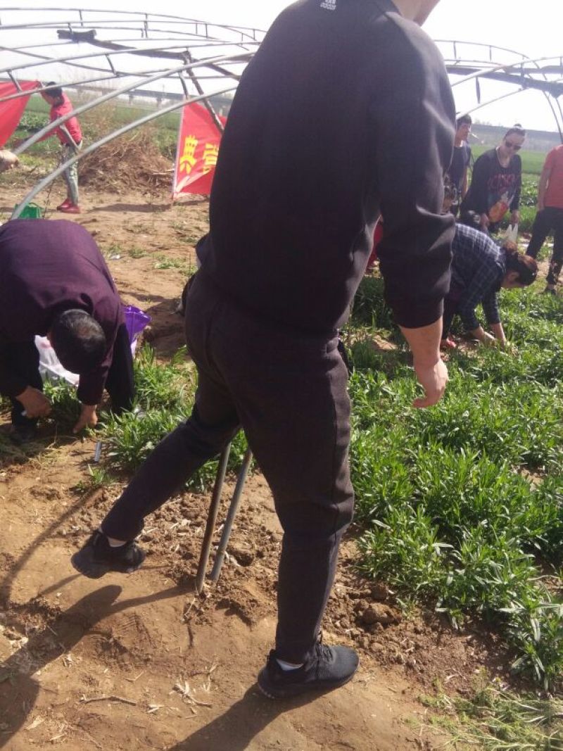 面條菜种子