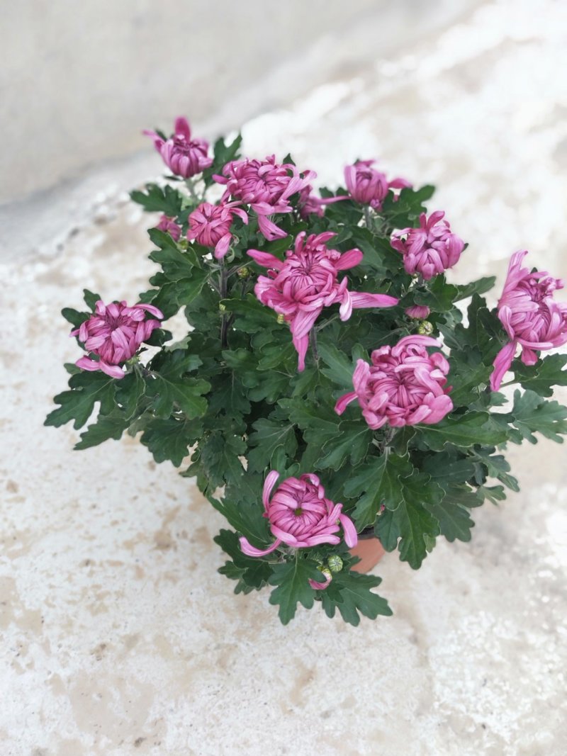 菊花，颜色多样，赏心悦目