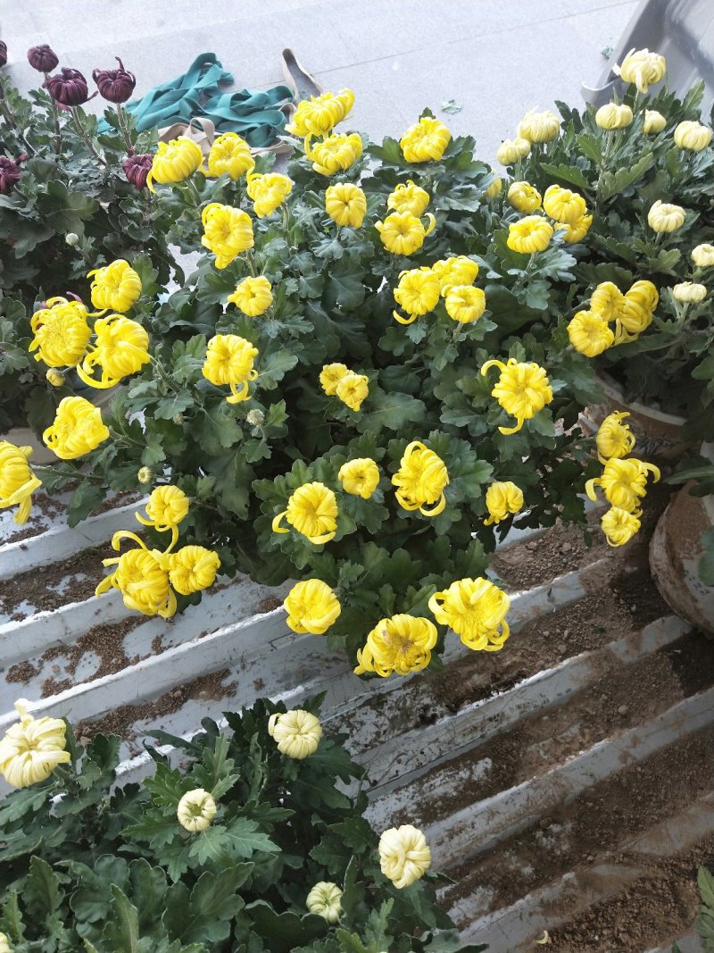 菊花，颜色多样，赏心悦目
