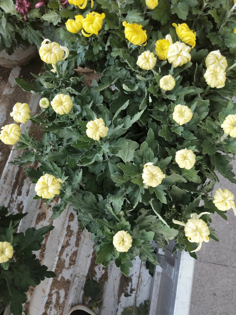 菊花，颜色多样，赏心悦目