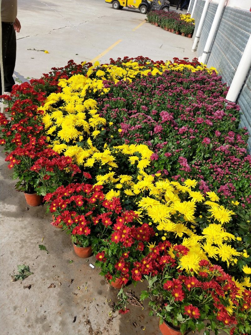 菊花，颜色多样，赏心悦目