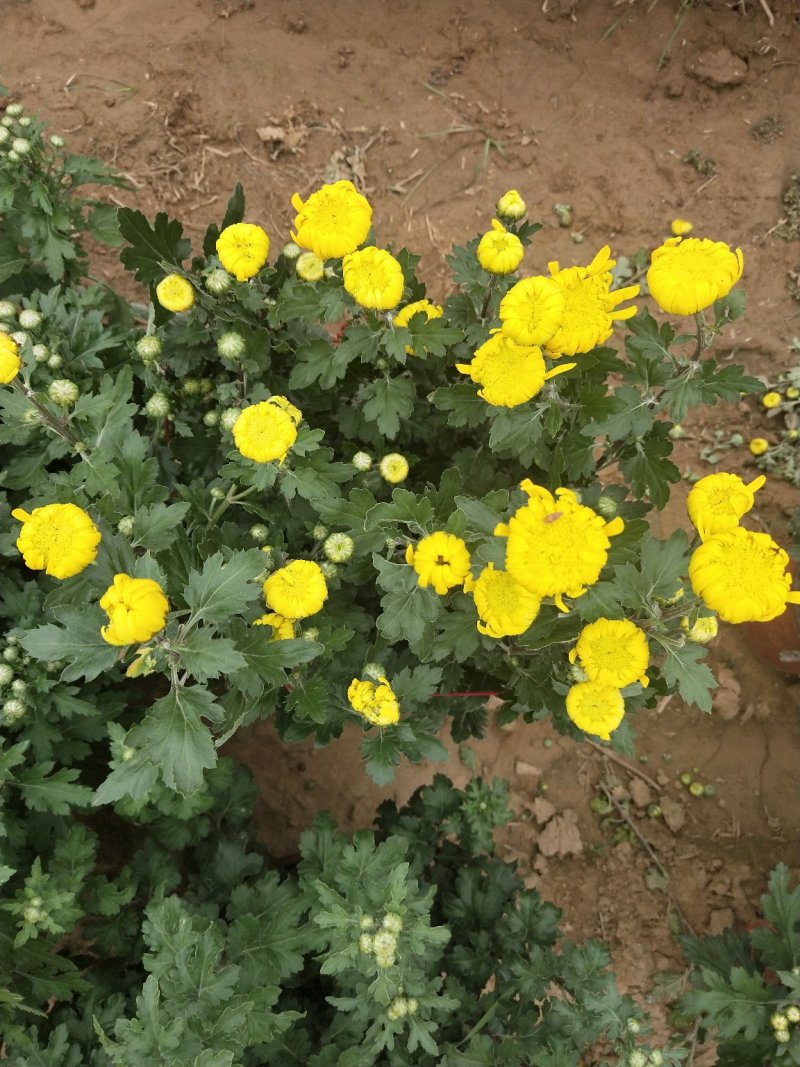 菊花，颜色多样，赏心悦目