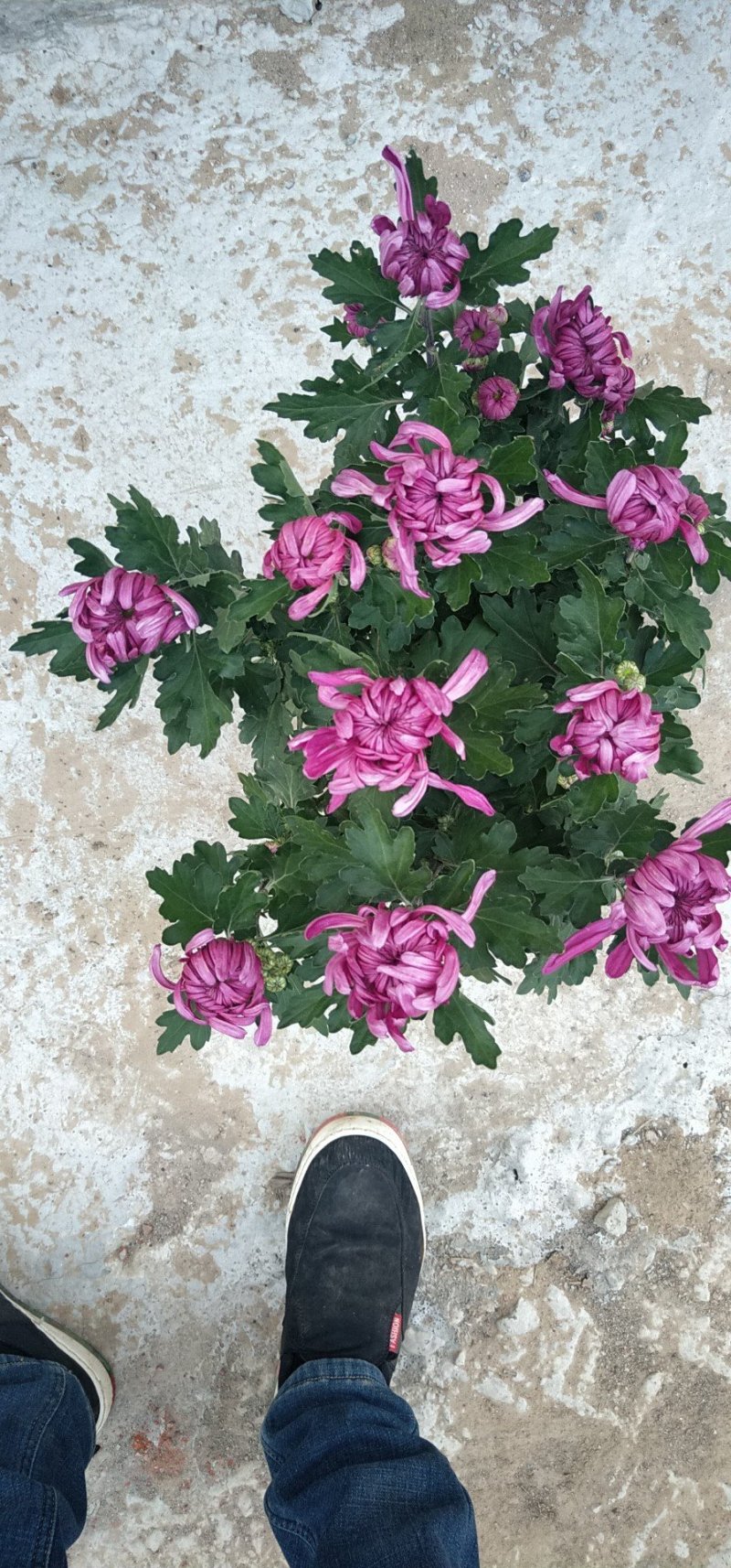菊花，颜色多样，赏心悦目