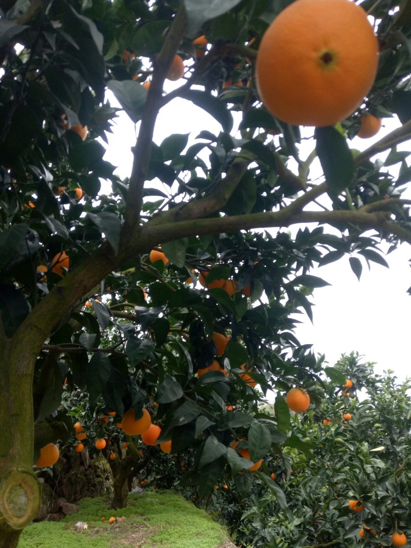 脐橙💕纽荷尔橙子🍊优选果园直采√现摘现发√量大质优