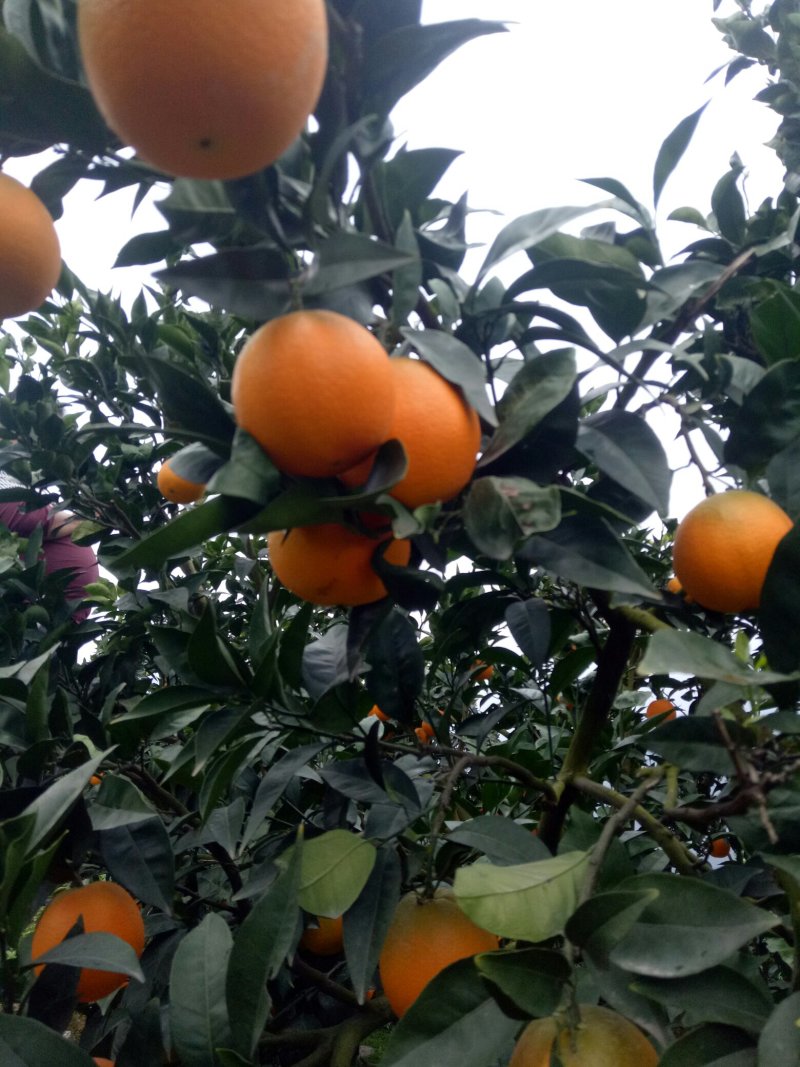 脐橙💕纽荷尔橙子🍊优选果园直采√现摘现发√量大质优