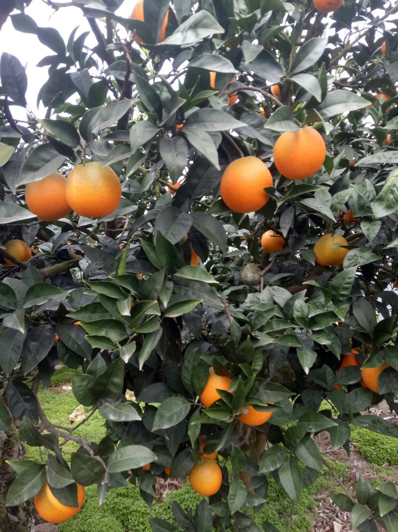 脐橙💕纽荷尔橙子🍊优选果园直采√现摘现发√量大质优