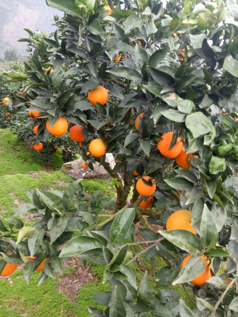 脐橙💕纽荷尔橙子🍊优选果园直采√现摘现发√量大质优