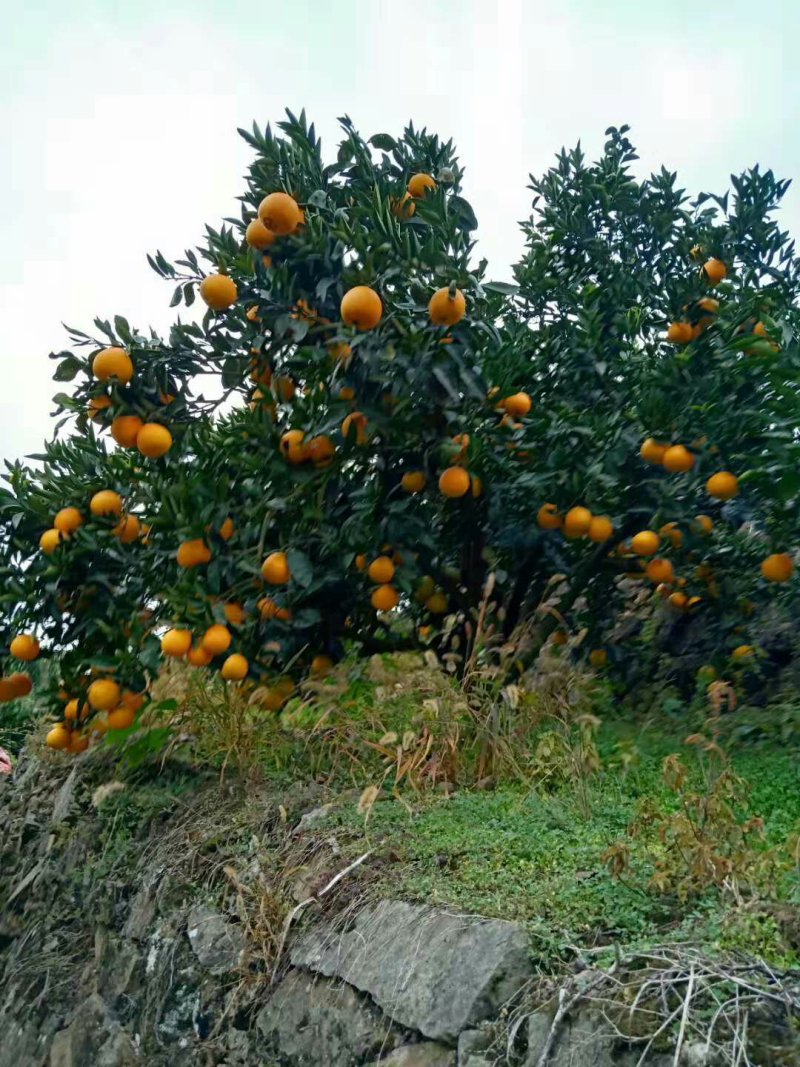 脐橙💕纽荷尔橙子🍊优选果园直采√现摘现发√量大质优