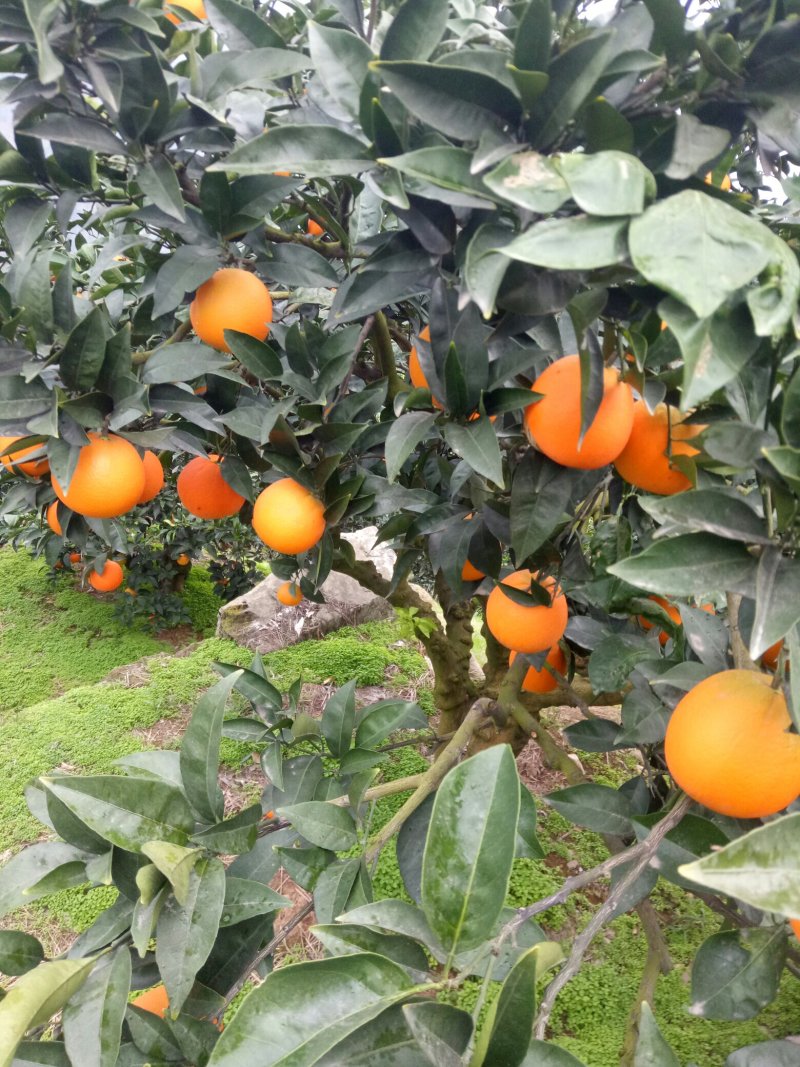 脐橙💕纽荷尔橙子🍊优选果园直采√现摘现发√量大质优