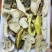 野生菌礼品装，礼盒装