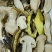 野生菌礼品装，礼盒装