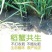 东北蟹稻米，精品东北大米基地直发美味可口对接全国零售批发