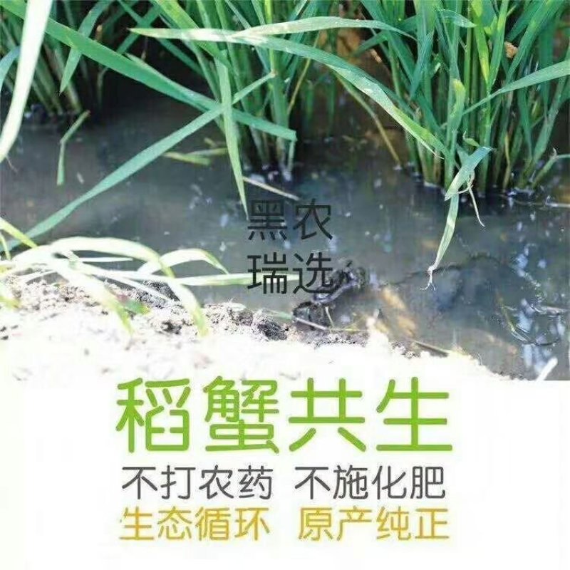 东北蟹稻米，精品东北大米基地直发美味可口对接全国零售批发