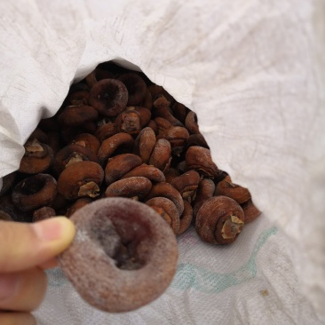 老树柿饼山西老树柿饼开始出霜了