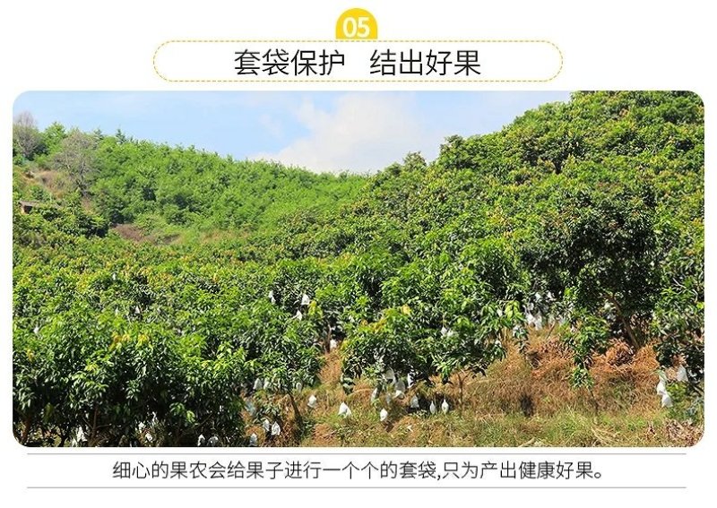 麻阳冰糖橙五斤装微商电商供货一件代发