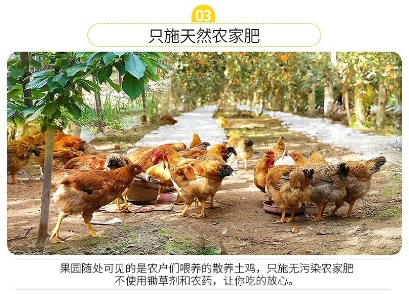 麻阳冰糖橙五斤装微商电商供货一件代发