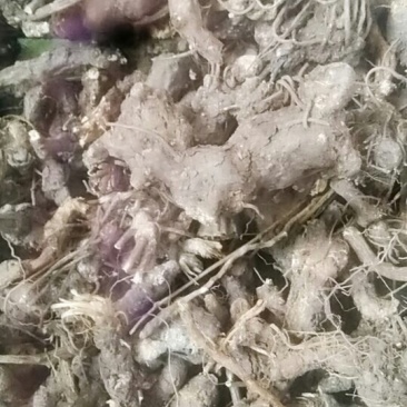 苍术