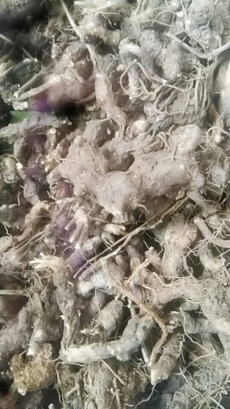 苍术