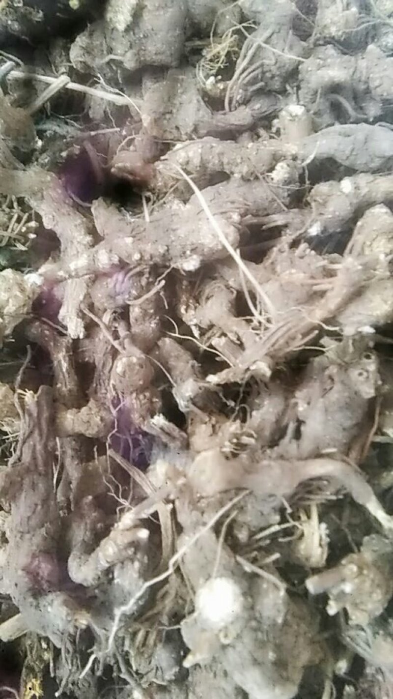 苍术