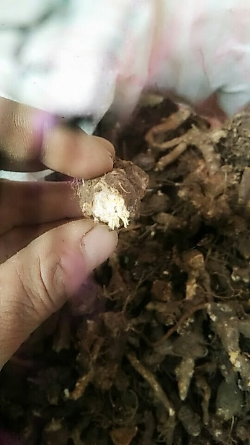 苍术
