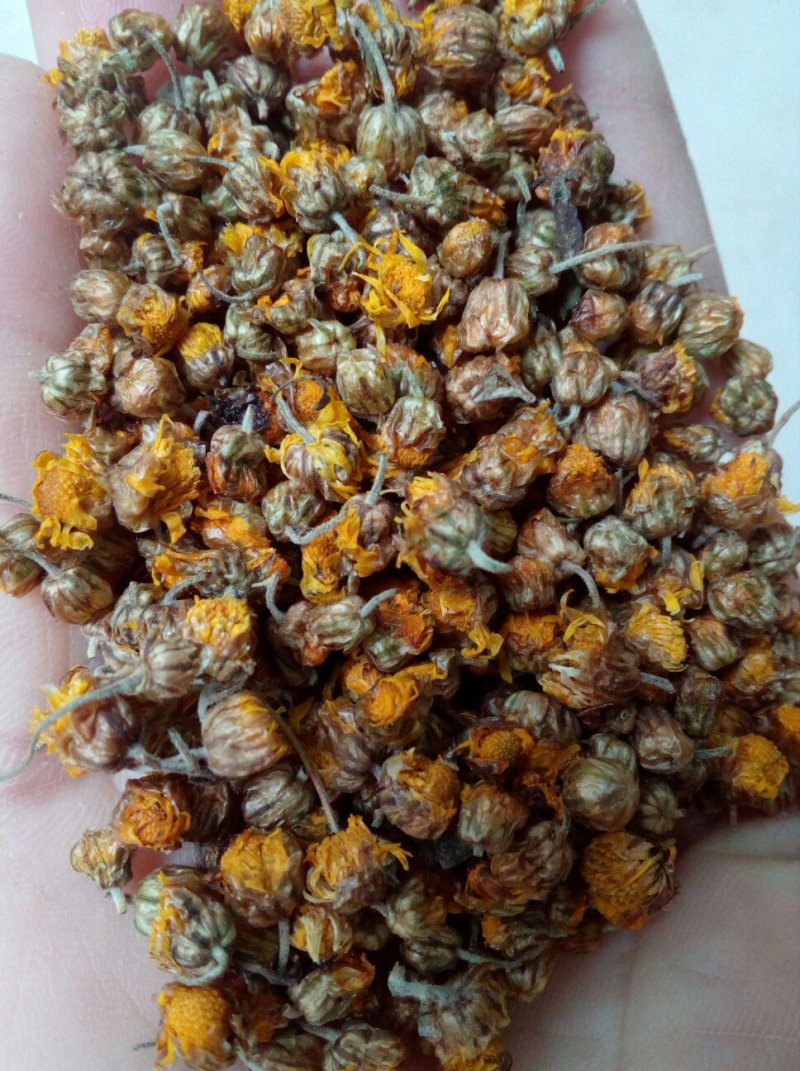 野菊花早期小颗粒