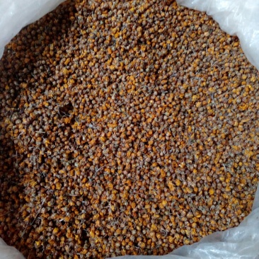 野菊花早期小颗粒