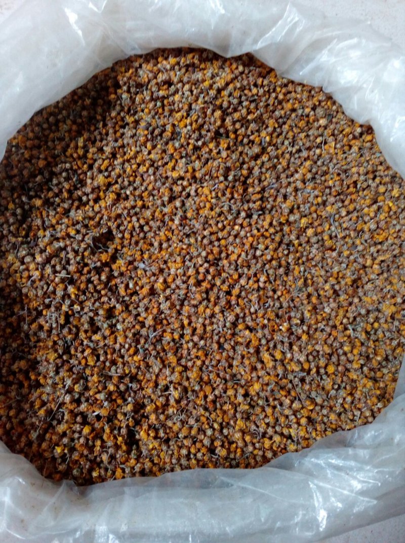 野菊花早期小颗粒