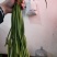 红帽蒜薹精品蒜苔热卖中一吨起批常年代发各地市场
