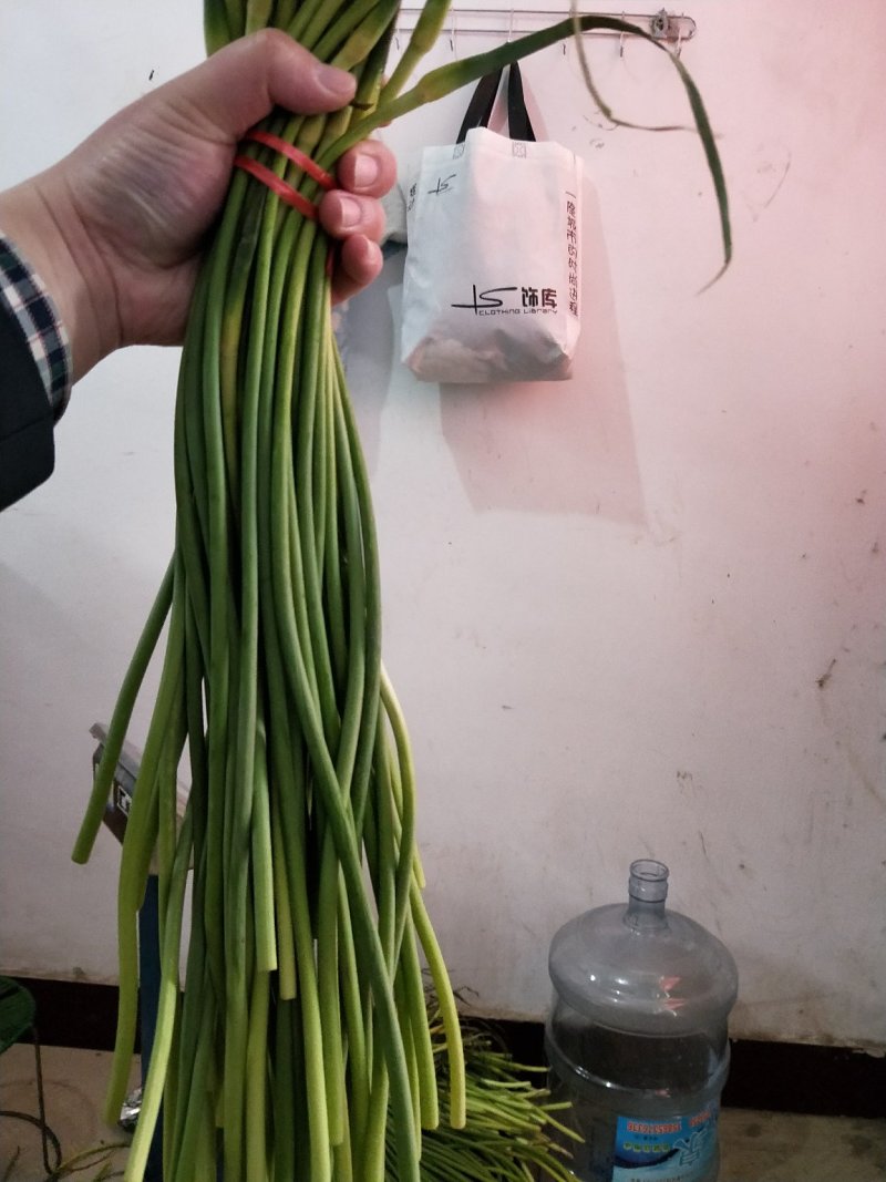红帽蒜薹精品蒜苔热卖中一吨起批常年代发各地市场