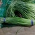 红帽蒜薹精品蒜苔热卖中一吨起批常年代发各地市场