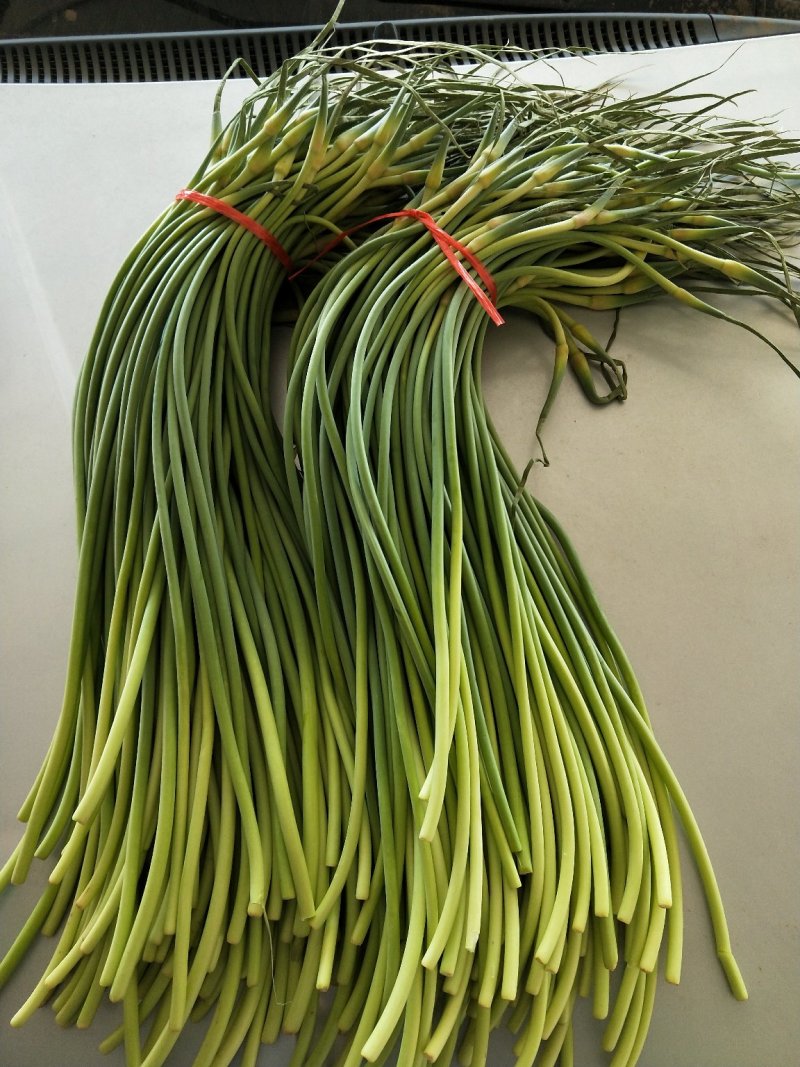 红帽蒜薹精品蒜苔热卖中一吨起批常年代发各地市场