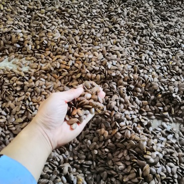 精挑细选，选定最饱满的杜瓜子