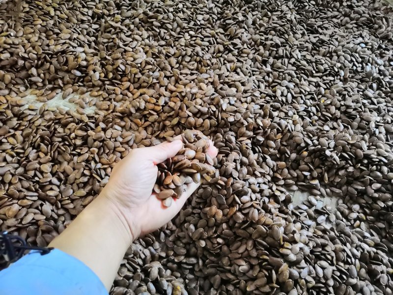 精挑细选，选定最饱满的杜瓜子